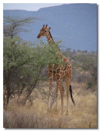 KE 42 - Giraffe 3